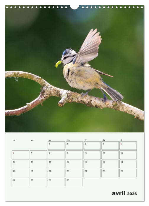 Le monde intime des oiseaux (CALVENDO Calendrier mensuel 2026)