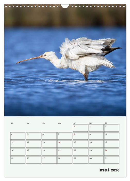 Le monde intime des oiseaux (CALVENDO Calendrier mensuel 2026)