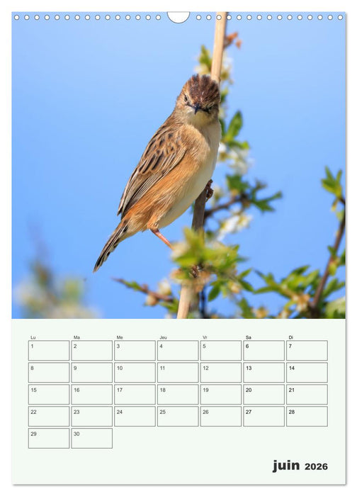 Le monde intime des oiseaux (CALVENDO Calendrier mensuel 2026)