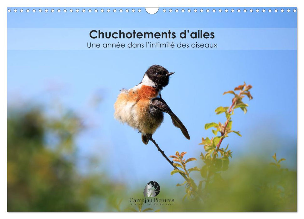 Chuchotements d'ailes - Une année dans l'intimité des oiseaux (CALVENDO Calendrier mensuel 2026)