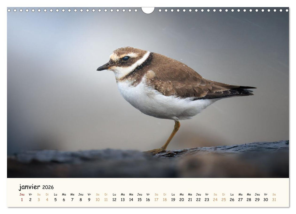 Chuchotements d'ailes - Une année dans l'intimité des oiseaux (CALVENDO Calendrier mensuel 2026)