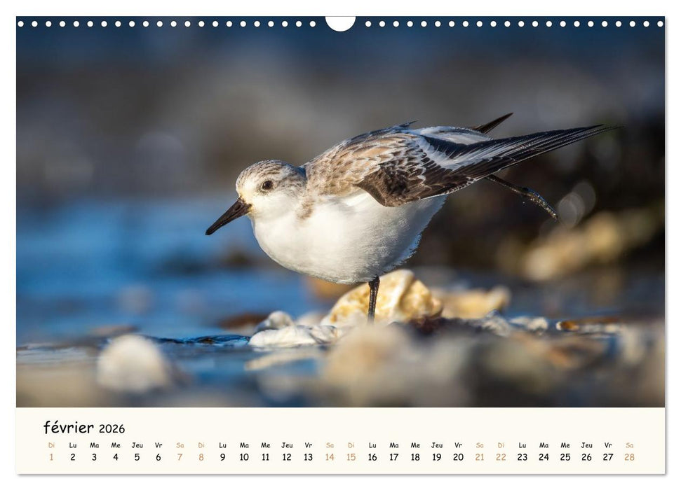 Chuchotements d'ailes - Une année dans l'intimité des oiseaux (CALVENDO Calendrier mensuel 2026)