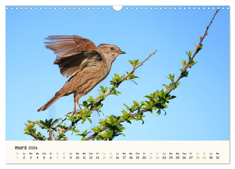 Chuchotements d'ailes - Une année dans l'intimité des oiseaux (CALVENDO Calendrier mensuel 2026)
