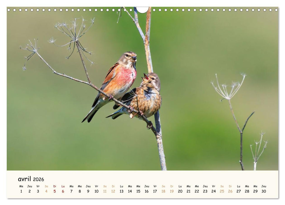 Chuchotements d'ailes - Une année dans l'intimité des oiseaux (CALVENDO Calendrier mensuel 2026)