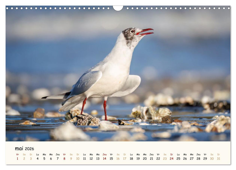 Chuchotements d'ailes - Une année dans l'intimité des oiseaux (CALVENDO Calendrier mensuel 2026)
