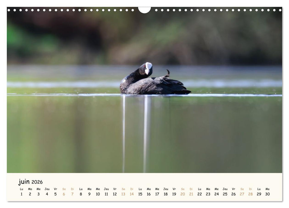 Chuchotements d'ailes - Une année dans l'intimité des oiseaux (CALVENDO Calendrier mensuel 2026)