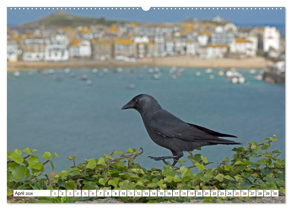 Faszinierende Ansichten von Cornwall (CALVENDO Premium Wandkalender 2026)