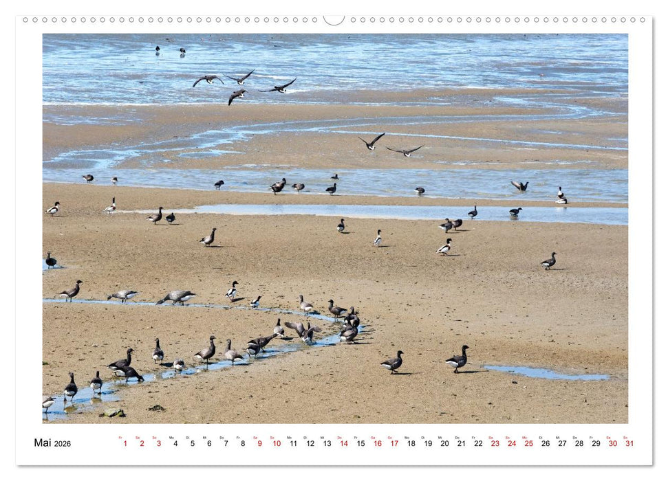 Wir fahren nach Borkum (CALVENDO Wandkalender 2026)