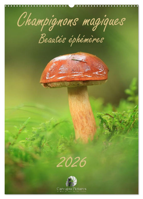Champignons magiques - Beautés éphémères (CALVENDO Calendrier mensuel 2026)
