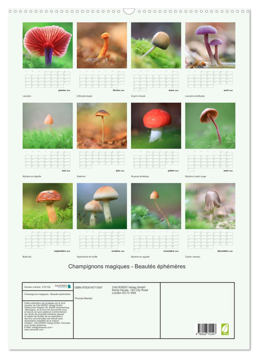 Champignons magiques - Beautés éphémères (CALVENDO Calendrier mensuel 2026)