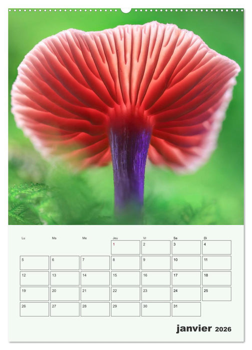 Champignons magiques - Beautés éphémères (CALVENDO Calendrier mensuel 2026)