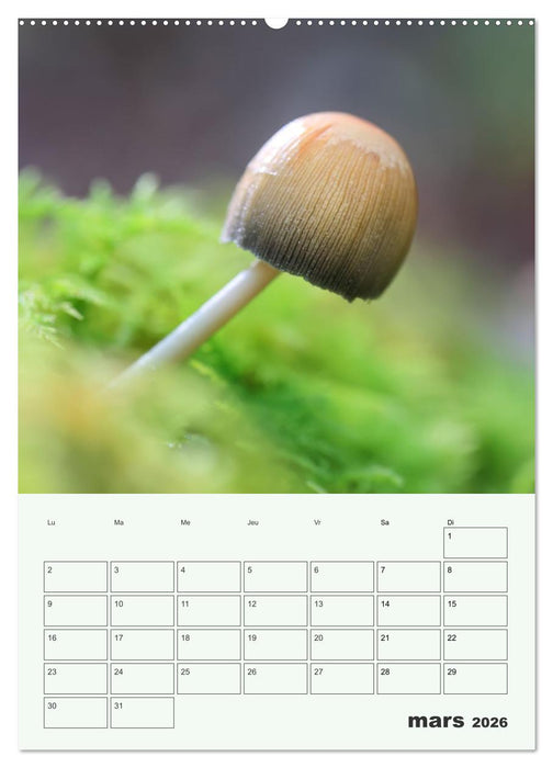 Champignons magiques - Beautés éphémères (CALVENDO Calendrier mensuel 2026)
