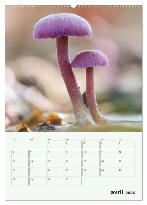 Champignons magiques - Beautés éphémères (CALVENDO Calendrier mensuel 2026)