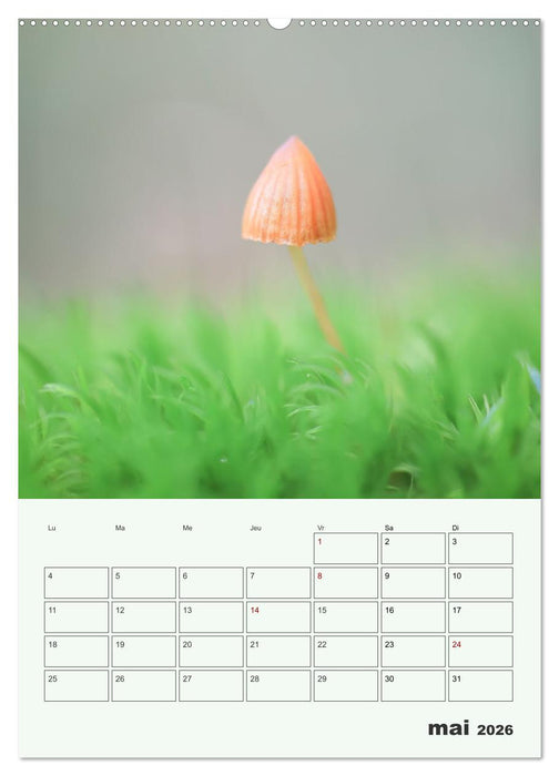 Champignons magiques - Beautés éphémères (CALVENDO Calendrier mensuel 2026)