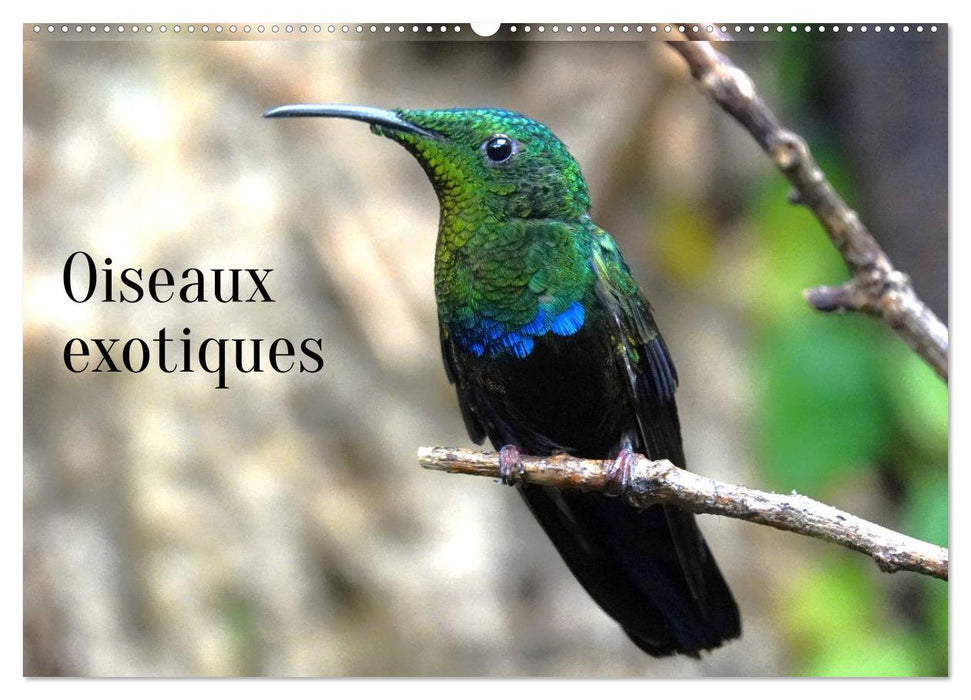 Oiseaux exotiques (CALVENDO Calendrier mensuel 2026)