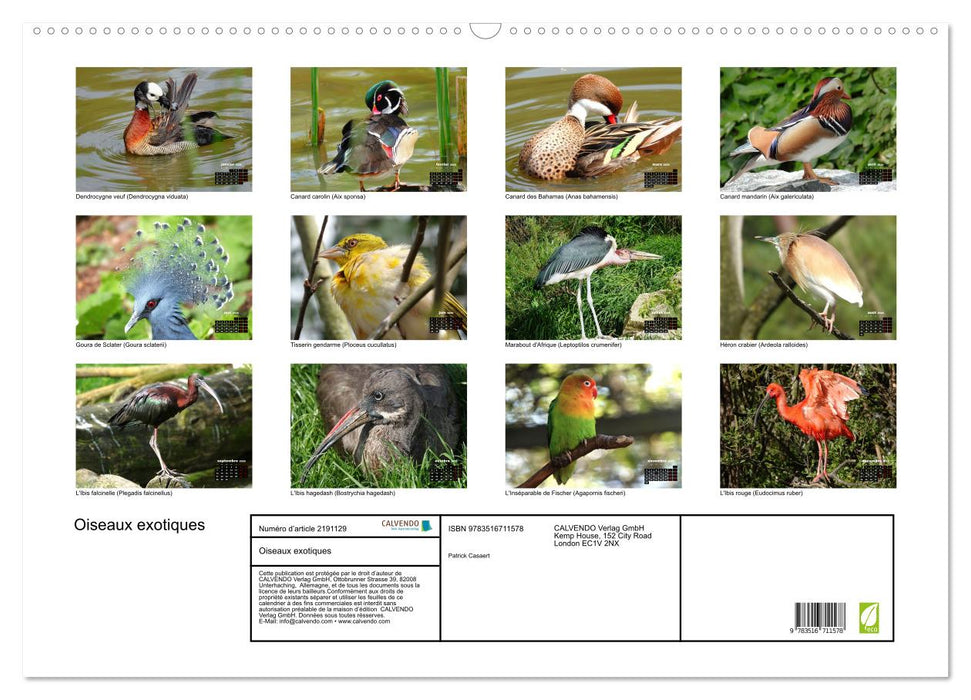 Oiseaux exotiques (CALVENDO Calendrier mensuel 2026)