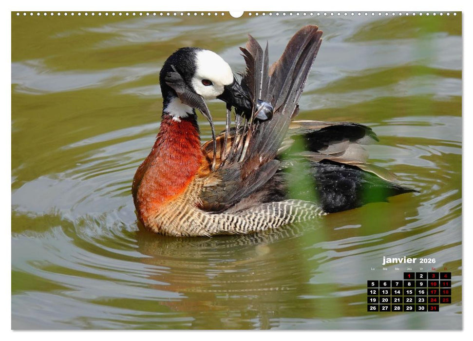 Oiseaux exotiques (CALVENDO Calendrier mensuel 2026)