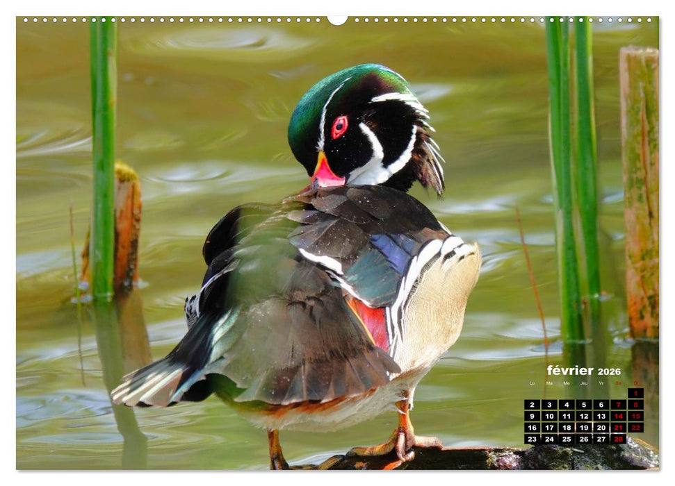 Oiseaux exotiques (CALVENDO Calendrier mensuel 2026)