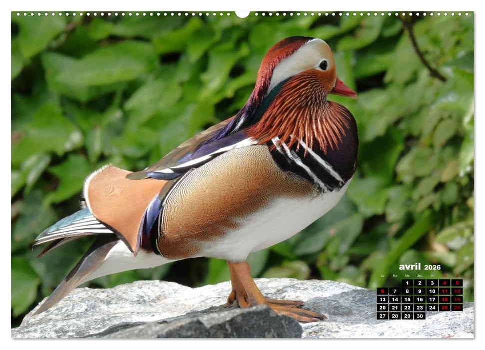 Oiseaux exotiques (CALVENDO Calendrier mensuel 2026)