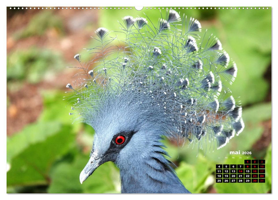 Oiseaux exotiques (CALVENDO Calendrier mensuel 2026)