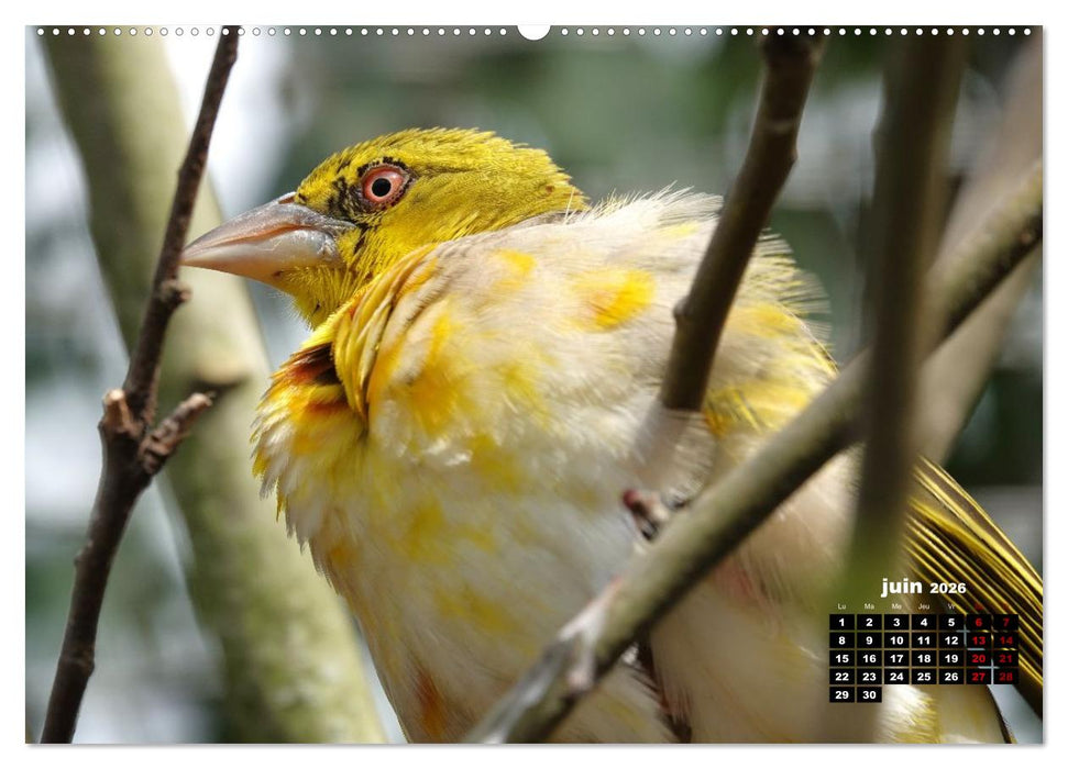 Oiseaux exotiques (CALVENDO Calendrier mensuel 2026)