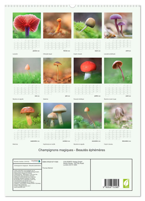 Champignons magiques - Beautés éphémères (CALVENDO Calendrier supérieur 2026)