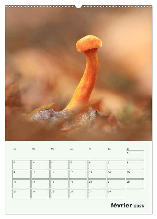 Champignons magiques - Beautés éphémères (CALVENDO Calendrier supérieur 2026)