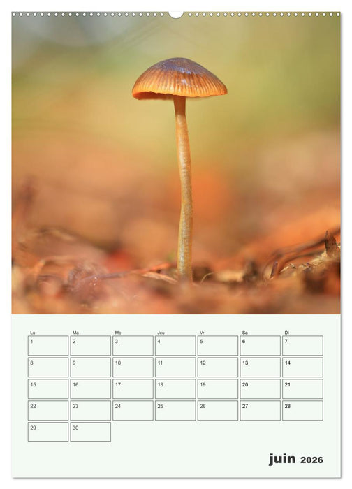 Champignons magiques - Beautés éphémères (CALVENDO Calendrier supérieur 2026)