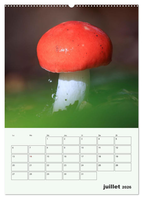 Champignons magiques - Beautés éphémères (CALVENDO Calendrier supérieur 2026)