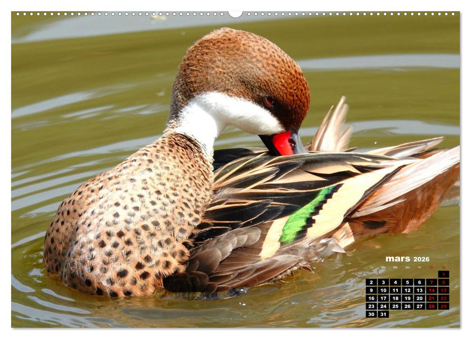 Oiseaux exotiques (CALVENDO Calendrier supérieur 2026)