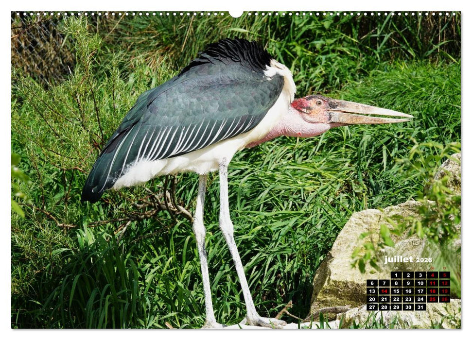 Oiseaux exotiques (CALVENDO Calendrier supérieur 2026)