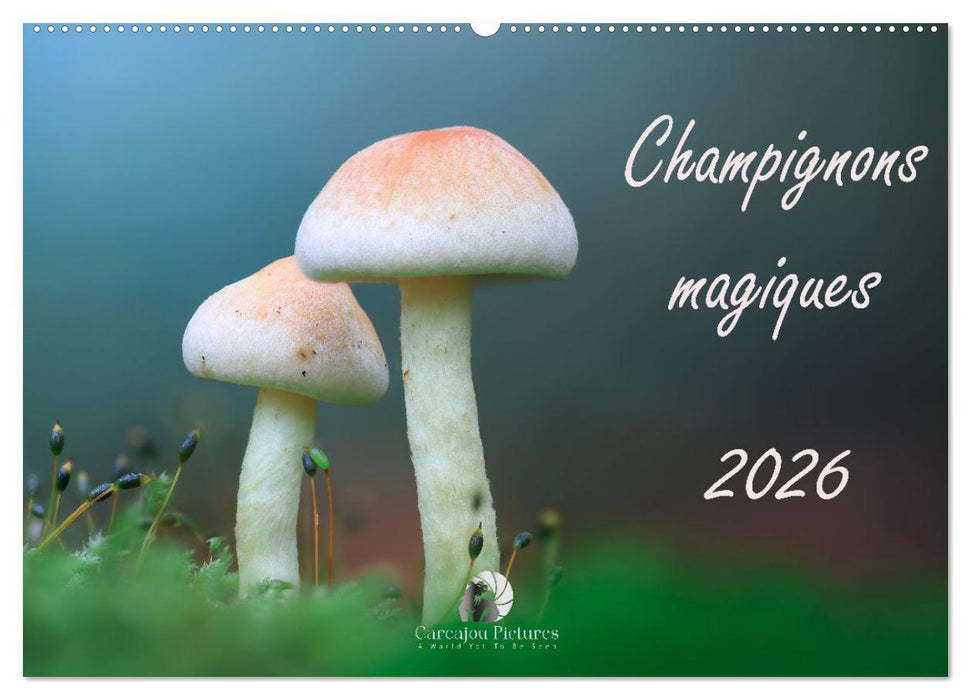Champignons magiques (CALVENDO Calendrier mensuel 2026)