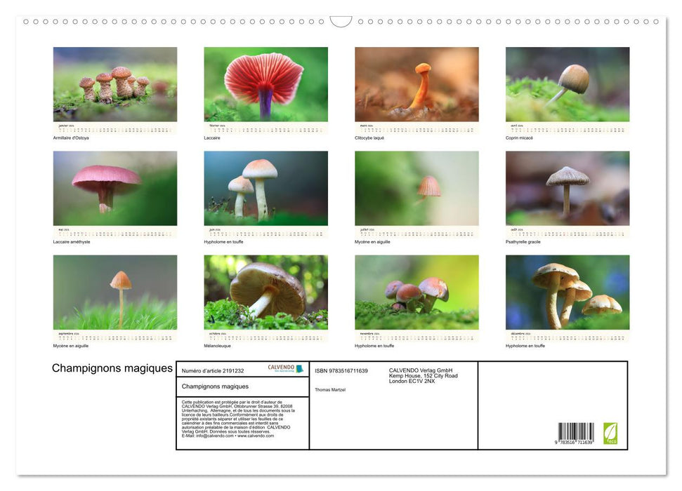 Champignons magiques (CALVENDO Calendrier mensuel 2026)