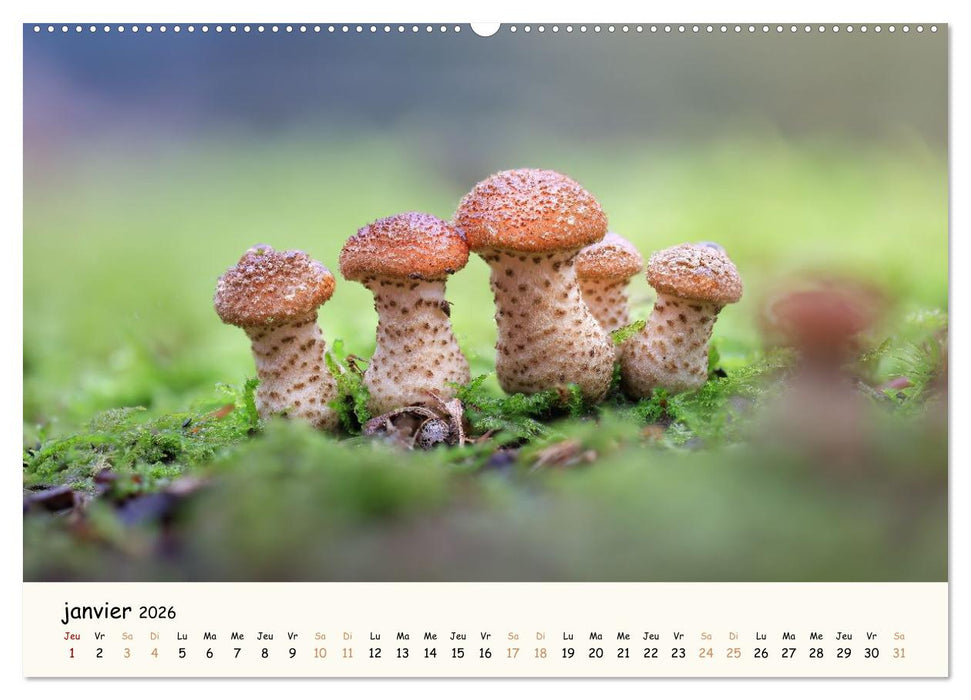 Champignons magiques (CALVENDO Calendrier mensuel 2026)