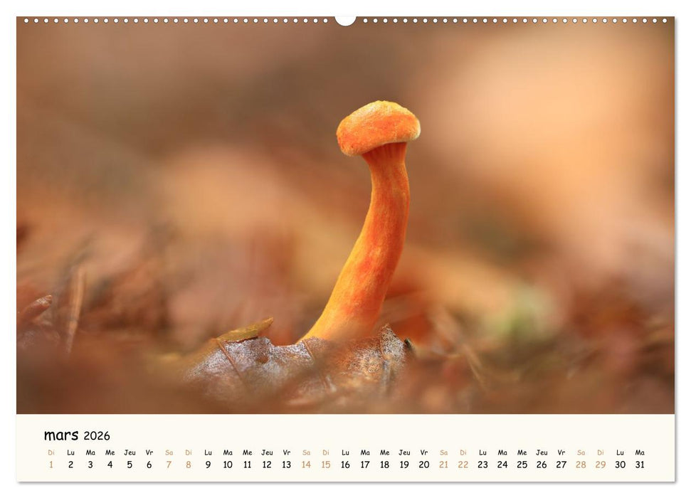 Champignons magiques (CALVENDO Calendrier mensuel 2026)