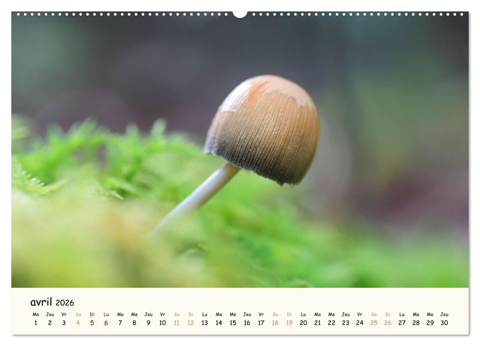 Champignons magiques (CALVENDO Calendrier mensuel 2026)