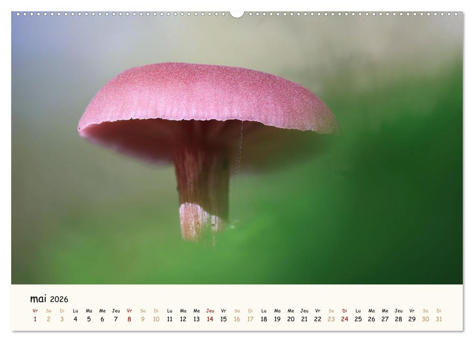 Champignons magiques (CALVENDO Calendrier mensuel 2026)