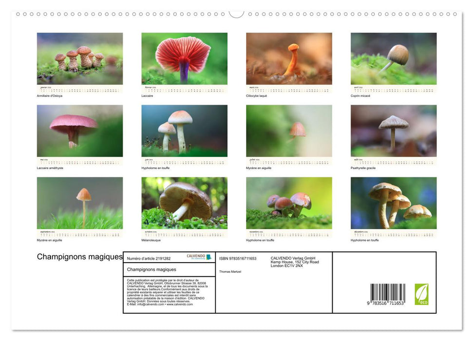 Champignons magiques (CALVENDO Calendrier supérieur 2026)