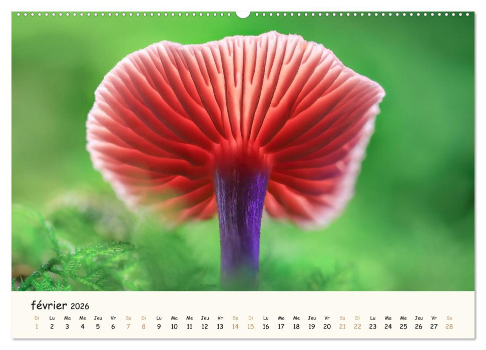 Champignons magiques (CALVENDO Calendrier supérieur 2026)