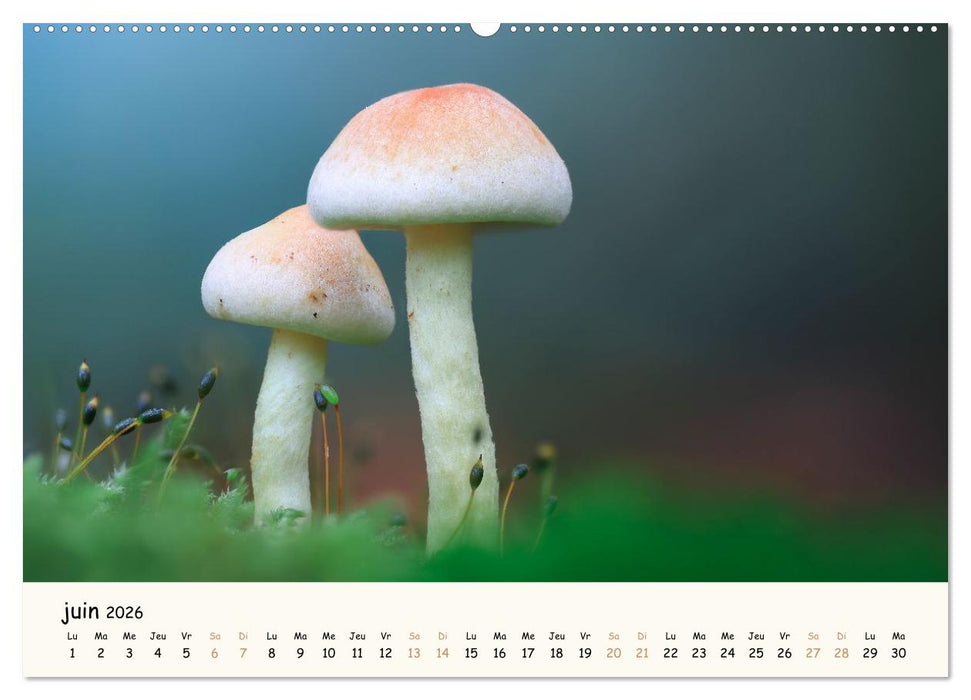 Champignons magiques (CALVENDO Calendrier supérieur 2026)