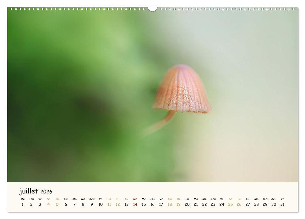 Champignons magiques (CALVENDO Calendrier supérieur 2026)