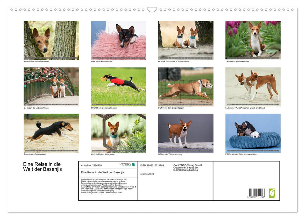 Eine Reise in die Welt der Basenjis (CALVENDO Wandkalender 2026)