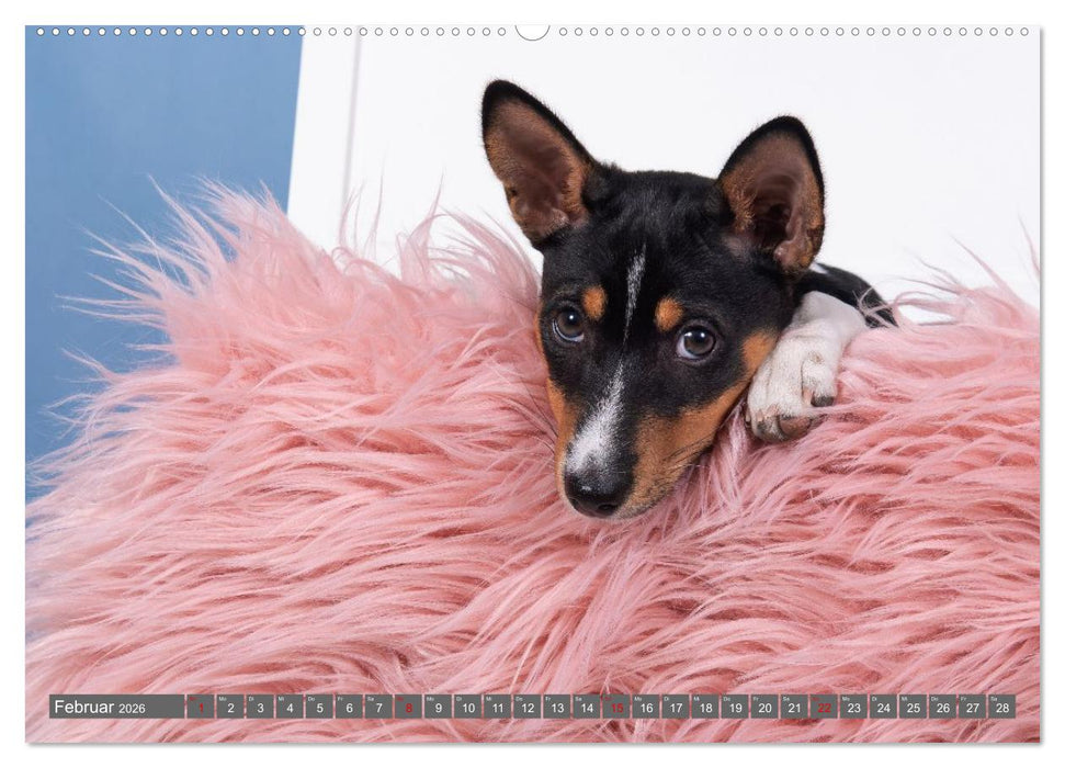 Eine Reise in die Welt der Basenjis (CALVENDO Wandkalender 2026)