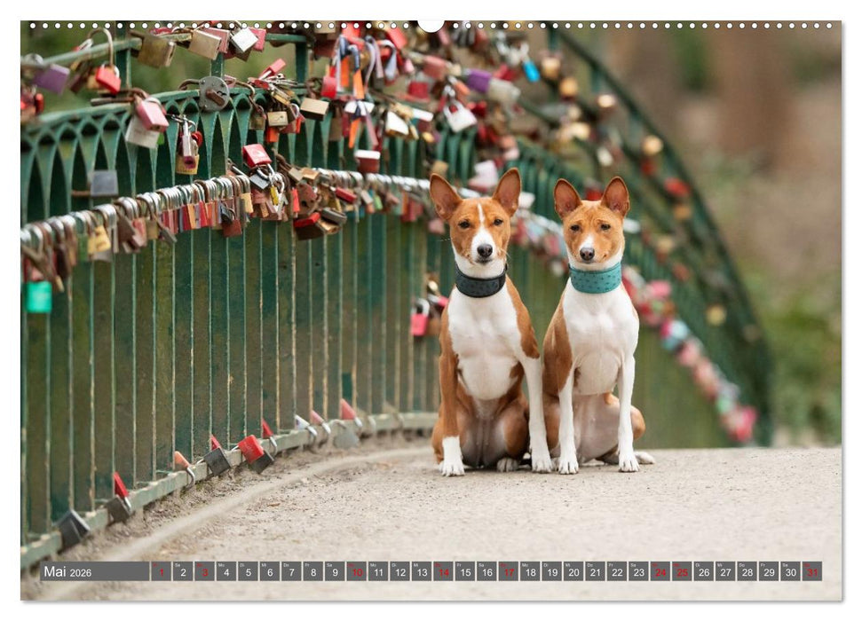 Eine Reise in die Welt der Basenjis (CALVENDO Wandkalender 2026)