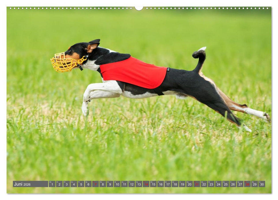 Eine Reise in die Welt der Basenjis (CALVENDO Wandkalender 2026)