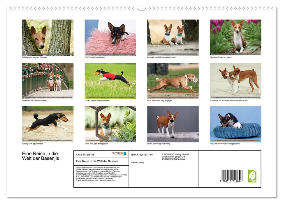 Eine Reise in die Welt der Basenjis (CALVENDO Premium Wandkalender 2026)