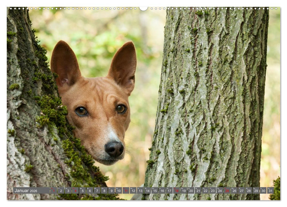 Eine Reise in die Welt der Basenjis (CALVENDO Premium Wandkalender 2026)