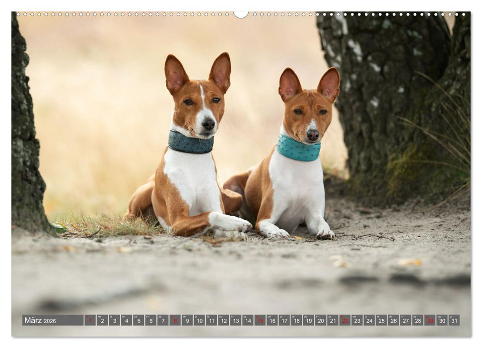 Eine Reise in die Welt der Basenjis (CALVENDO Premium Wandkalender 2026)