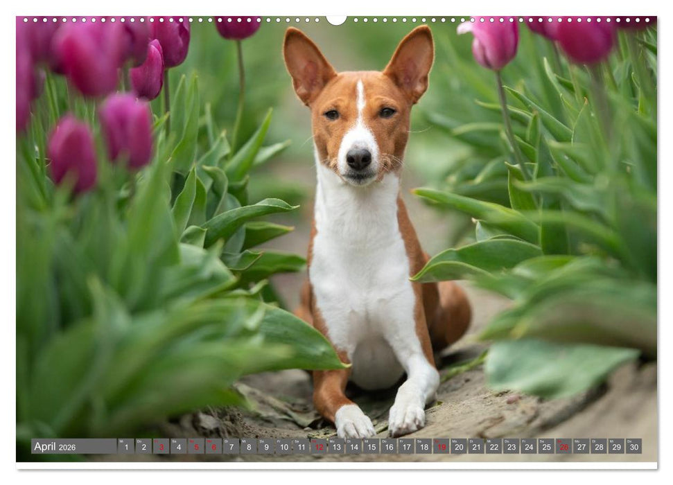 Eine Reise in die Welt der Basenjis (CALVENDO Premium Wandkalender 2026)