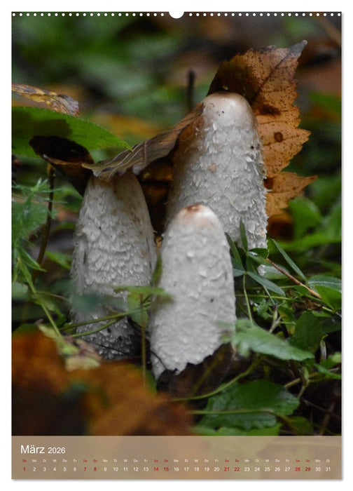 Die kleinen Dinge - märchenhafte Pilzwelten (CALVENDO Wandkalender 2026)